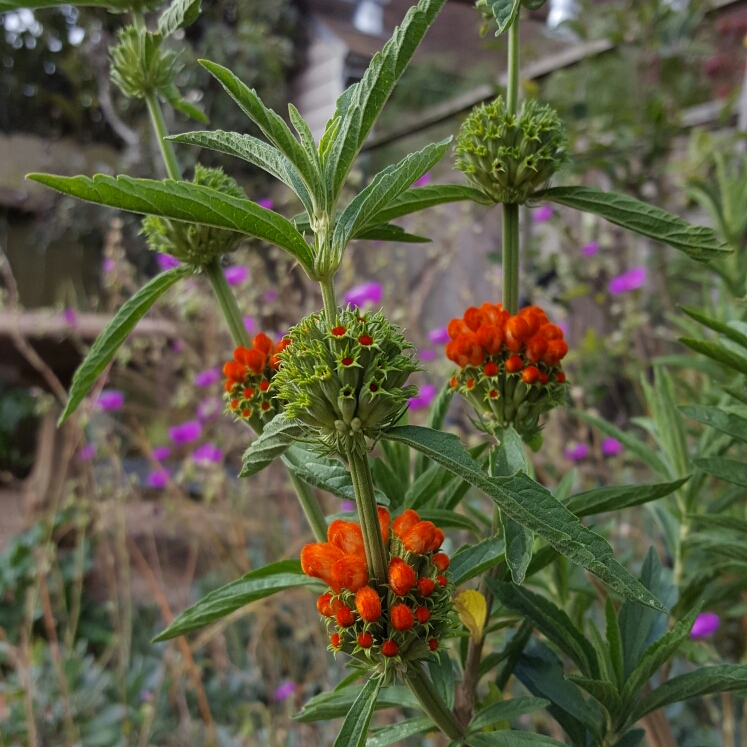 Plant image Leonotis Menthifolia