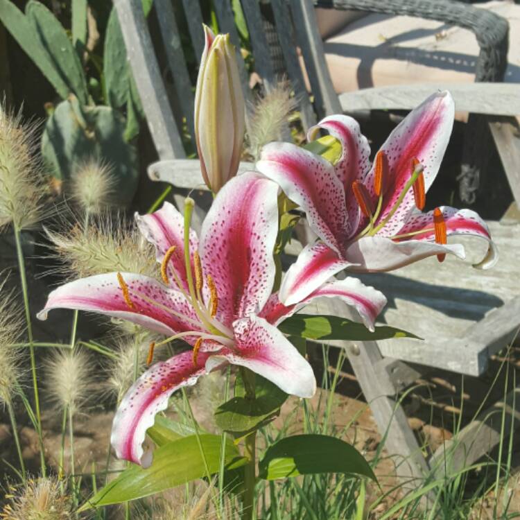 Plant image Lilium 'Baywatch'