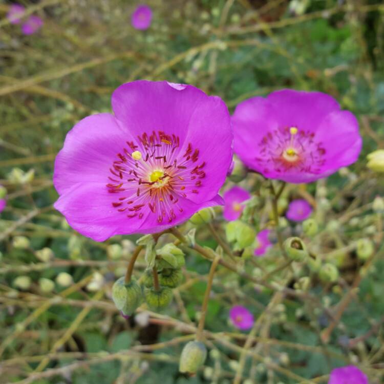 Plant image Calandrinia grandiflora