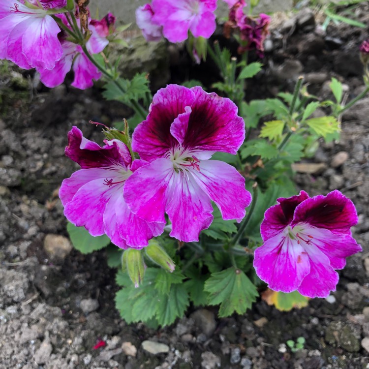 Plant image Pelargonium 'Regorch' (Aristo Series) syn. Pelargonium 'Aristo Orchid'