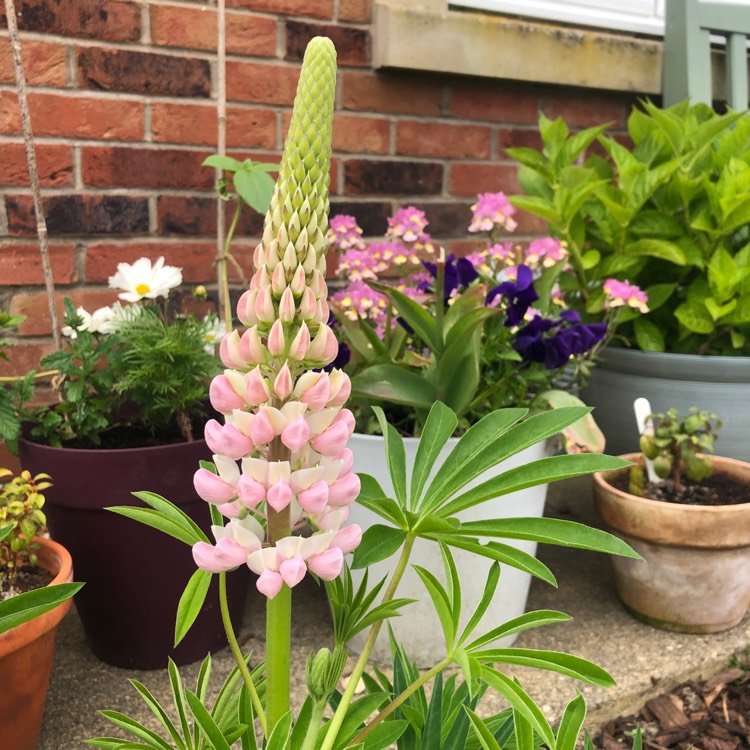 Plant image Lupinus 'Camelot Pink'