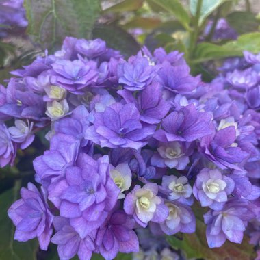 Hydrangea