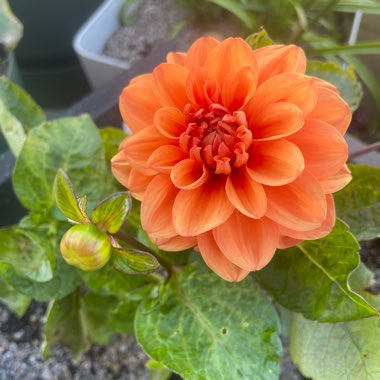 Dahlia