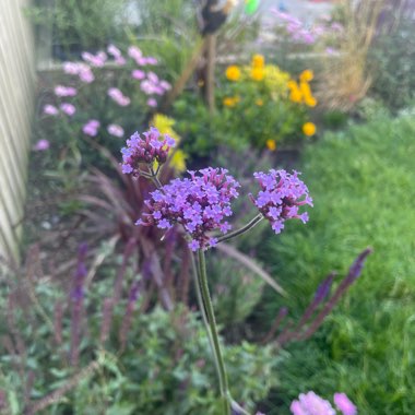 Purple Top Vervain