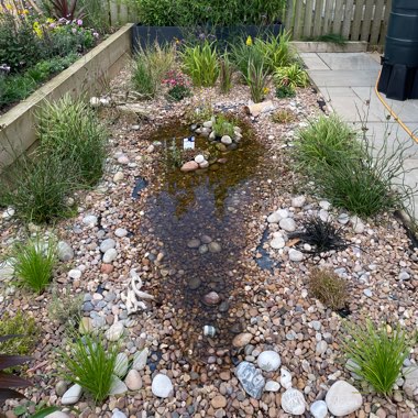 Sandra's garden