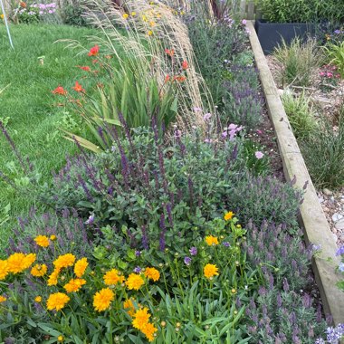Sandra's garden
