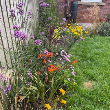 Sandra's garden
