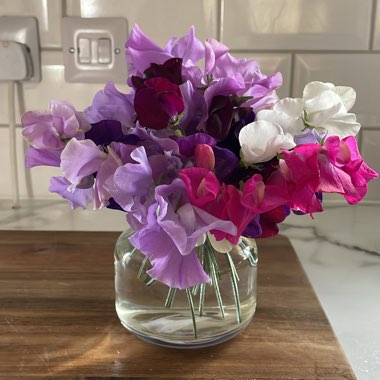 Sweet Pea