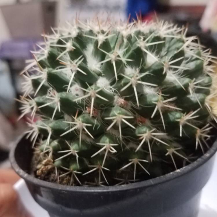 Plant image Mammillaria nejapensis