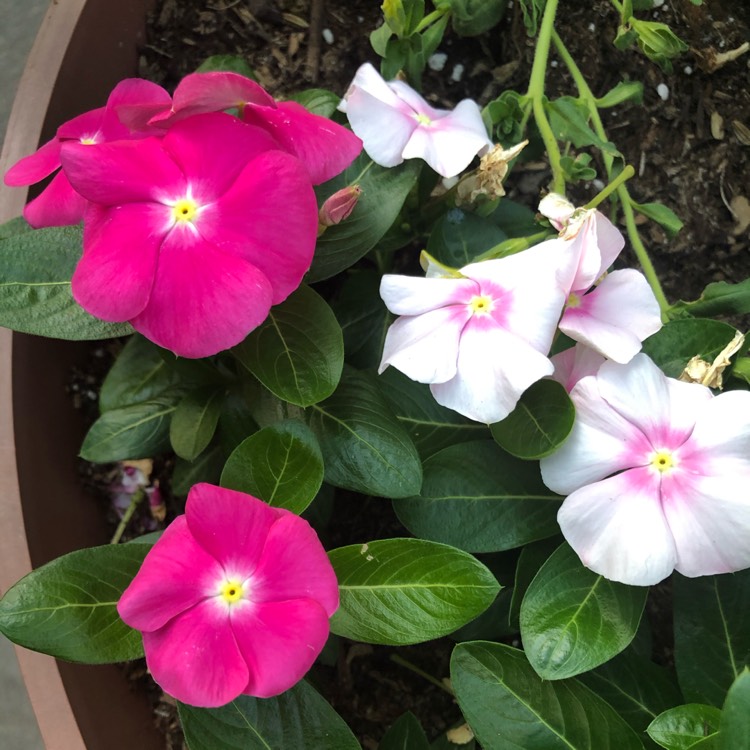 plant image 1355558