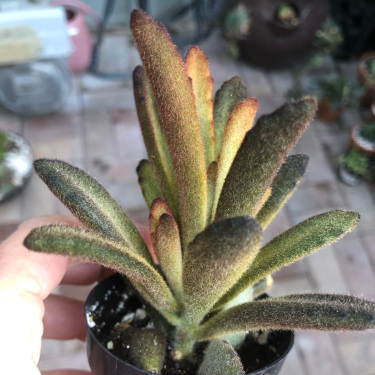 Plant image Kalanchoe Tomentosa Cinnamon
