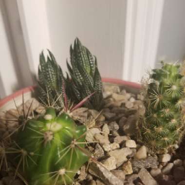 Skyler's garden