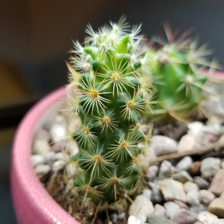 Plant image Mammillaria elongata 'Pink Nymph'