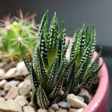Zebra Cactus 'Big Band'