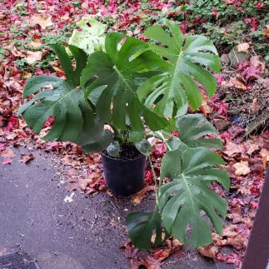 Swiss Cheese Plant