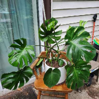 Monstera deliciosa