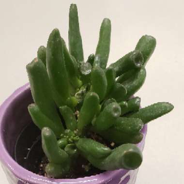 Crassula Ovata 'Ogre Ears'