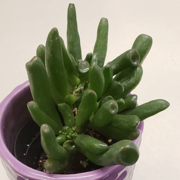 plant image 1376620
