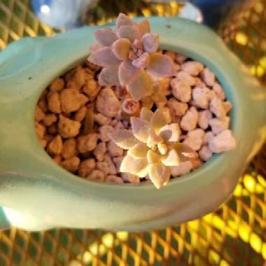 Graptosedum 'Darley Sunshine'