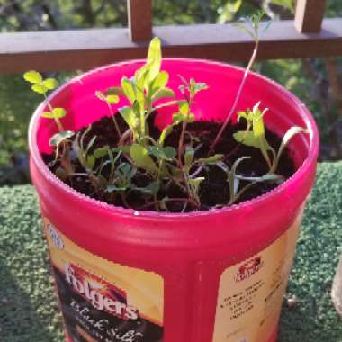 Jessica's garden