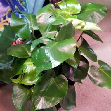 Swiss Cheese Plant