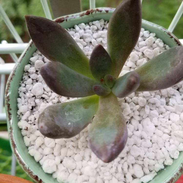 Plant image xGraptoveria Bella