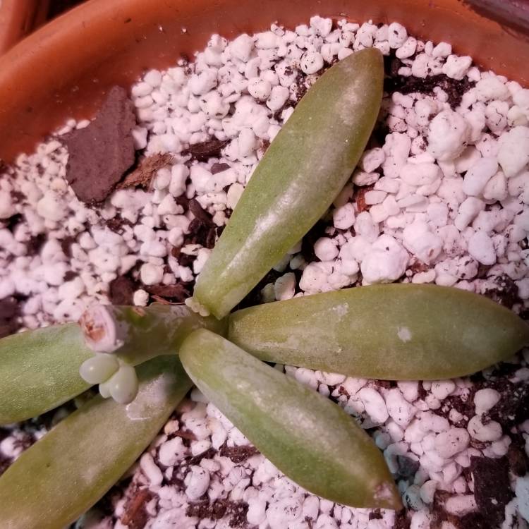 plant image 838571 plant image 838571