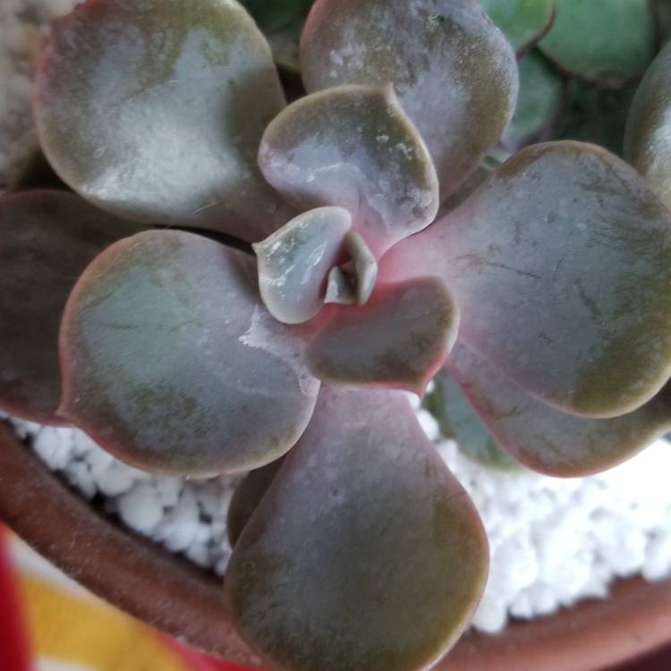 plant image 838684 plant image 838684