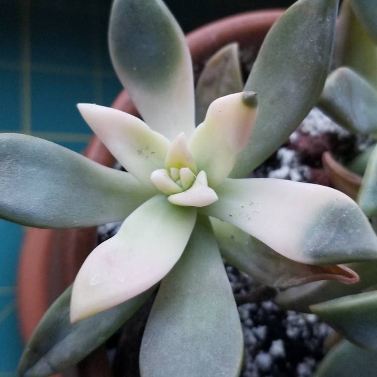 plant image 844897 plant image 844897