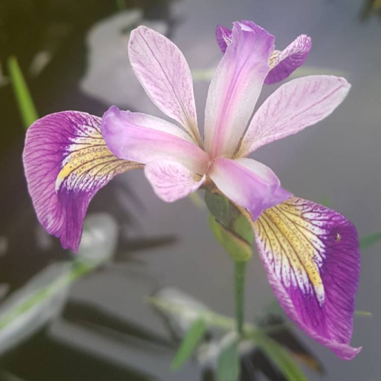 Plant image Iris