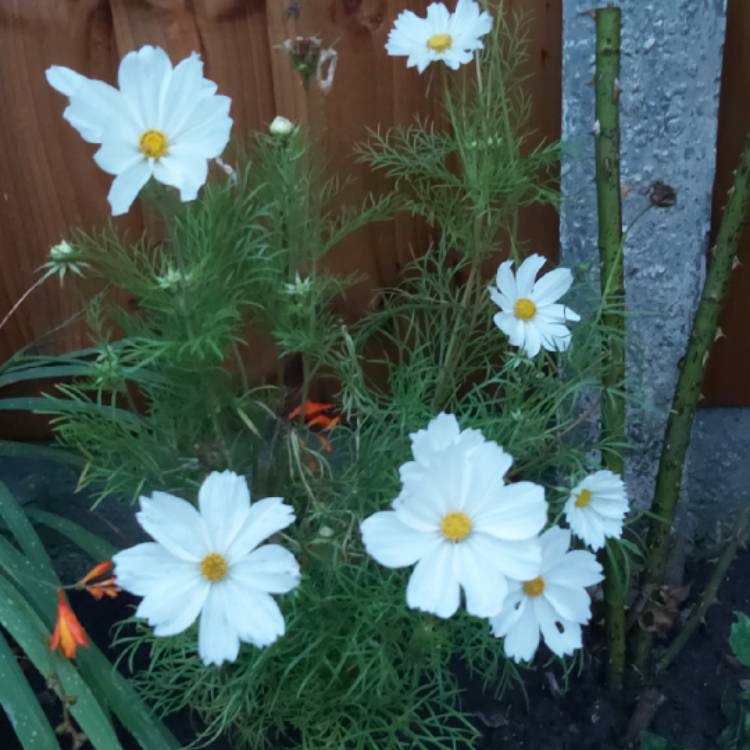 Plant image Cosmos Bipinnatus 'Sonata White'