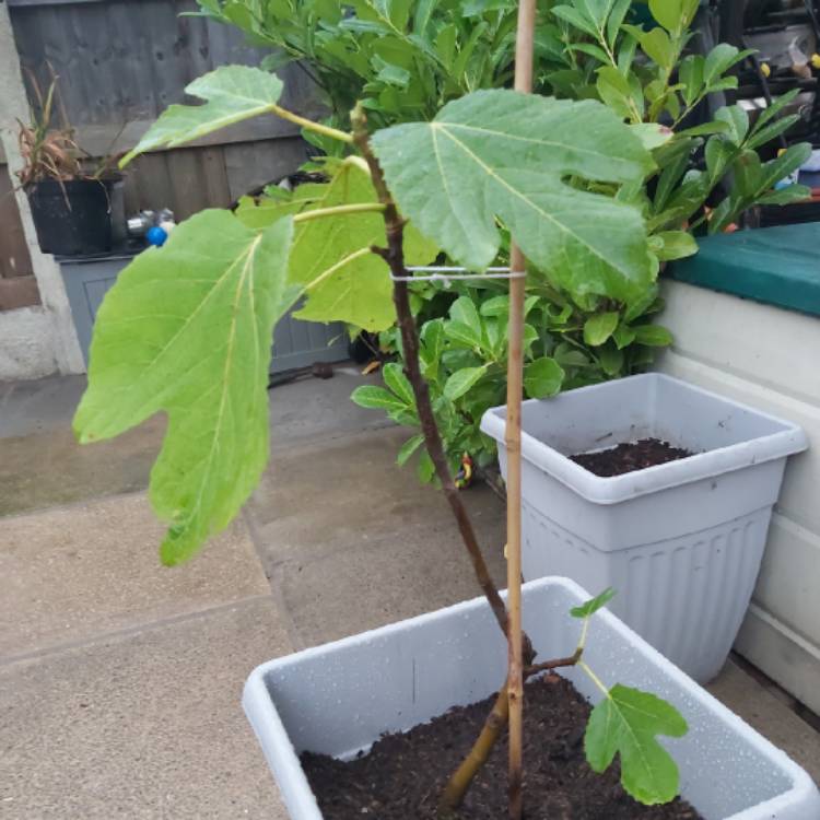 Plant image Ficus carica