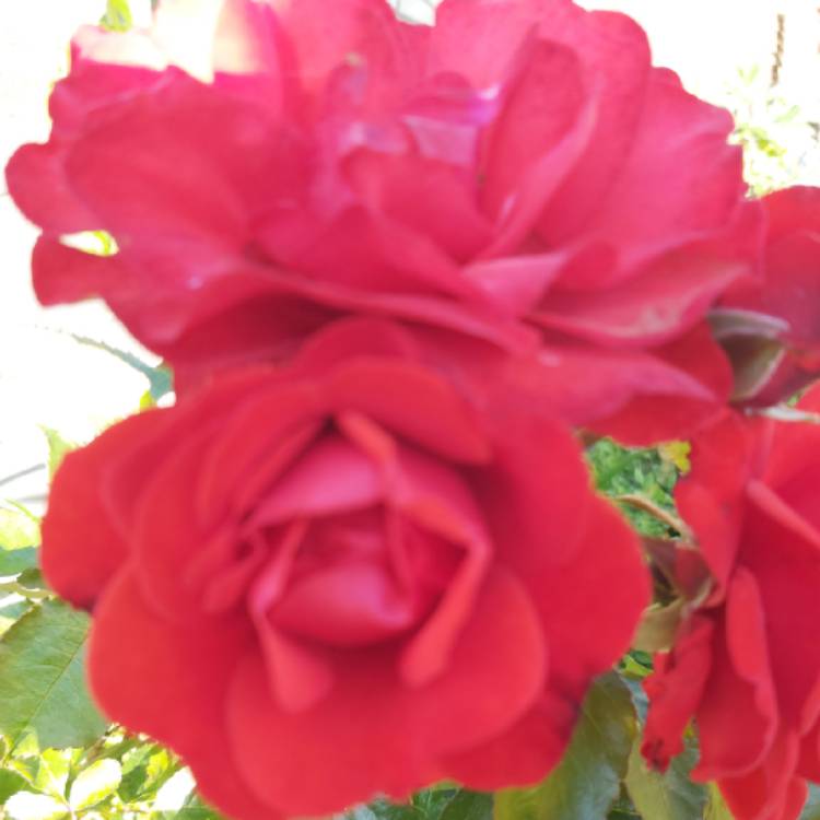 plant image 1612869