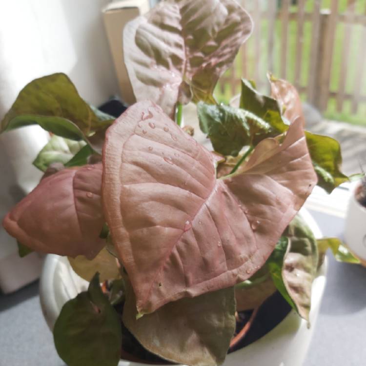Plant image Syngonium podophyllum 'Red Heart'