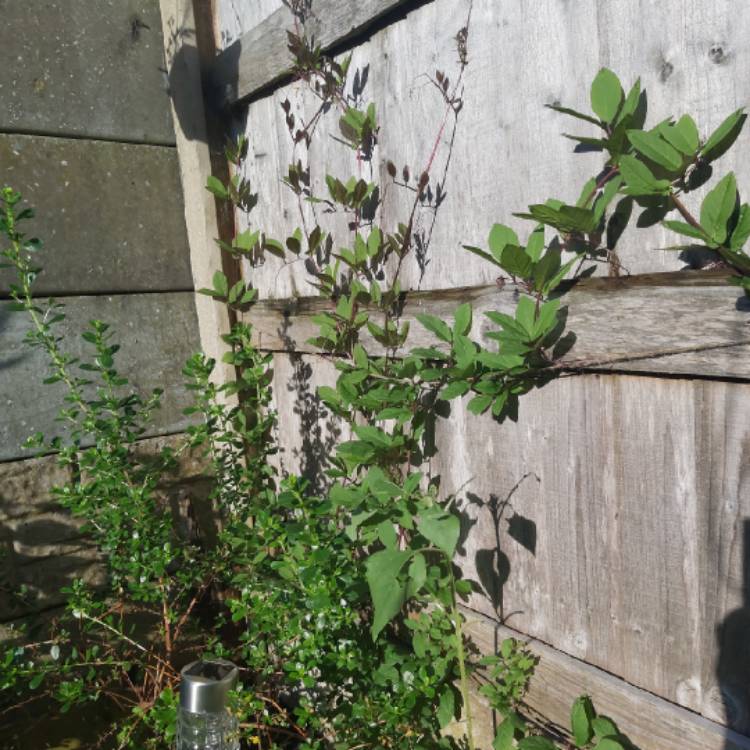 Plant image Cobaea scandens