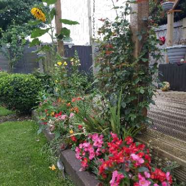 Sandra's garden