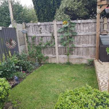 Sandra's garden