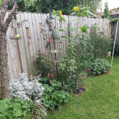 Sandra's garden