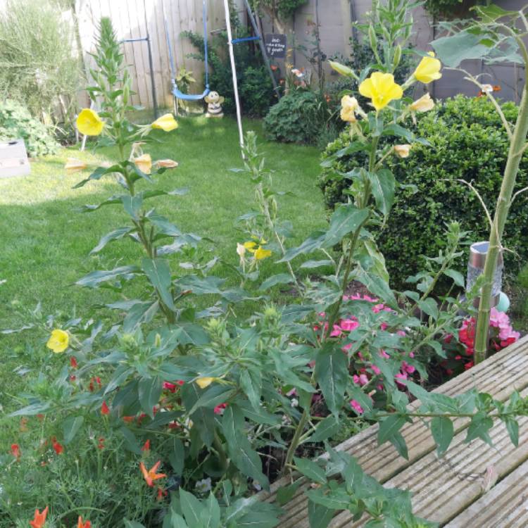 Plant image Oenothera