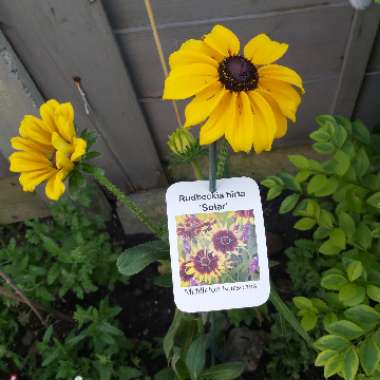 Black Eyed Susan