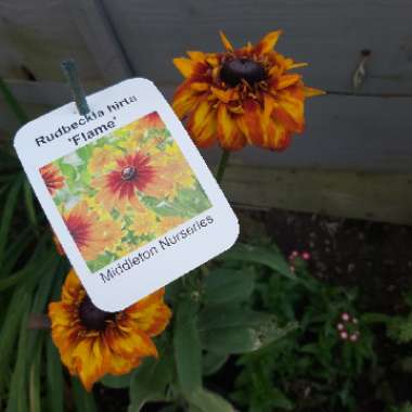 Rudbeckia MiniBeckia Flame