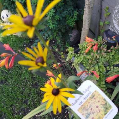 Coneflower 'Deamii'