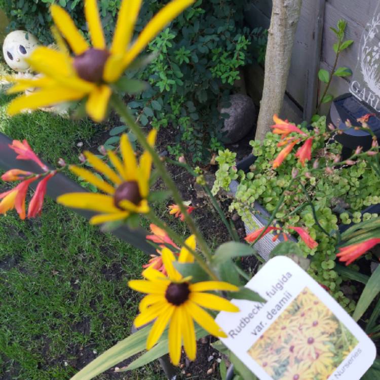 Plant image Rudbeckia fulgida 'Deamii'