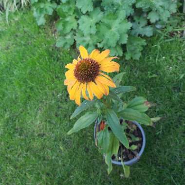 Coneflower 'Orange Skipper'