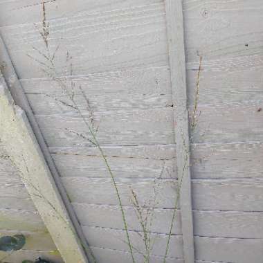 Purple Moor Grass 'Transparent'