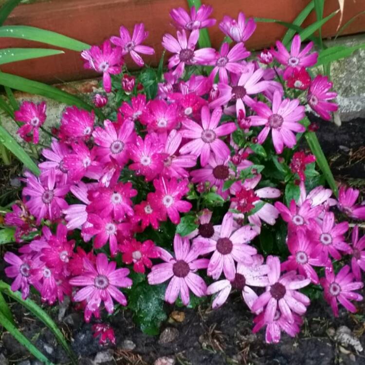 Plant image Pericallis x hybrida 'Sunsensere' (Senetti Series) syn. Pericallis 'Senetti Magenta'