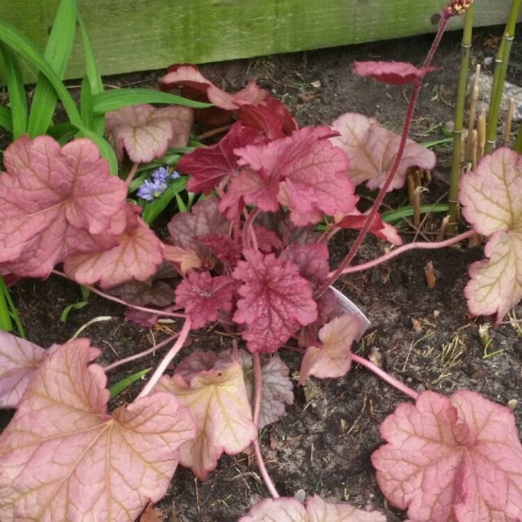 Plant image Heuchera 'Berry Smoothie'