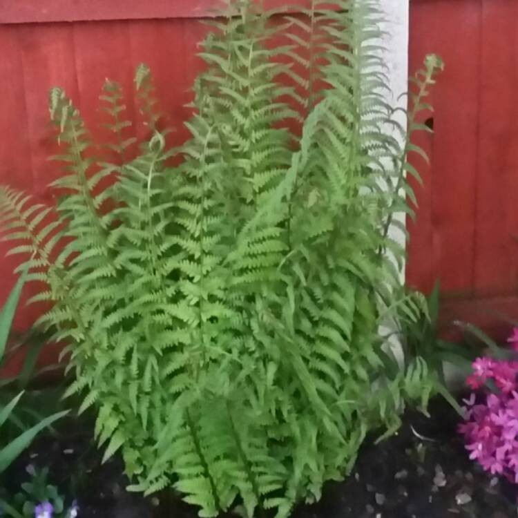 Plant image Polystichum setiferum  syn. Polystichum setiferum angulare; Polystichum setiferum bulbosum