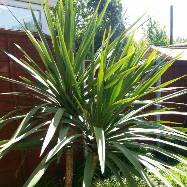 Plant image Cordyline australis