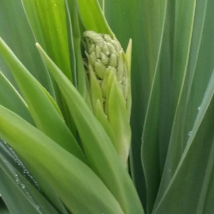 Plant image Cordyline australis